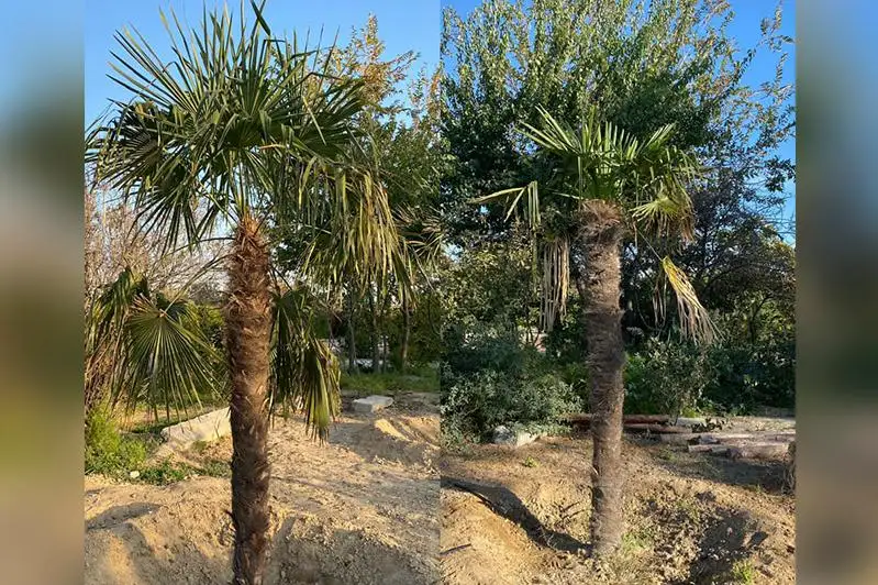Пальмы выращивают в Ботаническом саду Актау