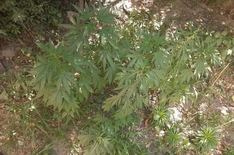 255 кустов марихуаны вырастил у себя во дворе житель Туркестанской области