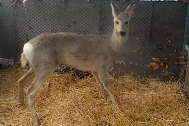 Косуля застряла в заборе одного из дворов в Уральске