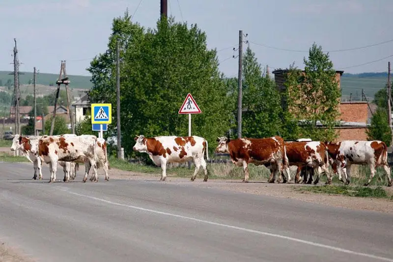 Более 4,4 тысячи владельцев  скота привлекли к ответственности в СКО