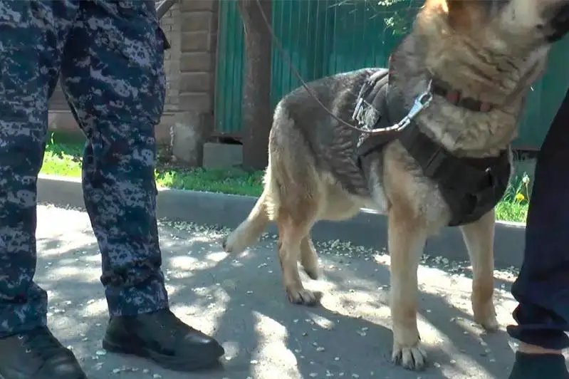 Полицейская собака отыскала без вести пропавшего подростка в Алматы