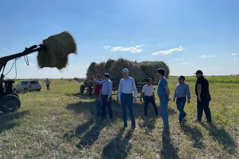 Сообщения о массовом падеже скота в Балхашском районе не подтвердились – Минсельхоз