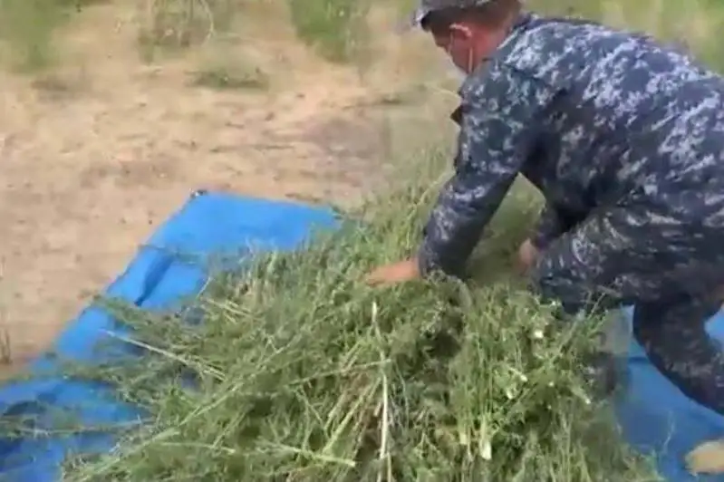 Более 900 кг каннабиса изъяли у сельчанина в Жамбылской области