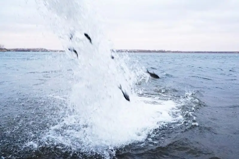 Более 90 тысяч годовиков ценных пород рыб выпущено в Кояндинское водохранилище