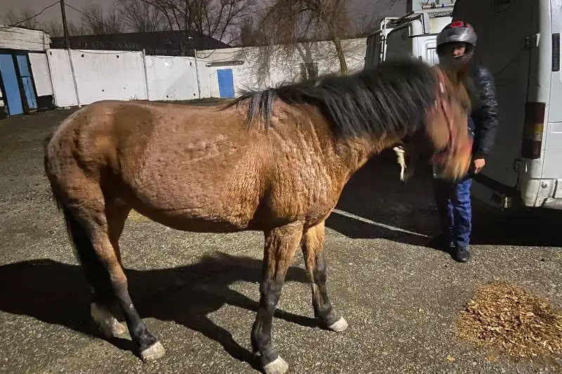 Две группы серийных скотокрадов задержали в Туркестанской области
