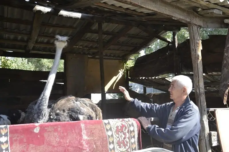 Африканских страусов выращивает жамбылский фермер