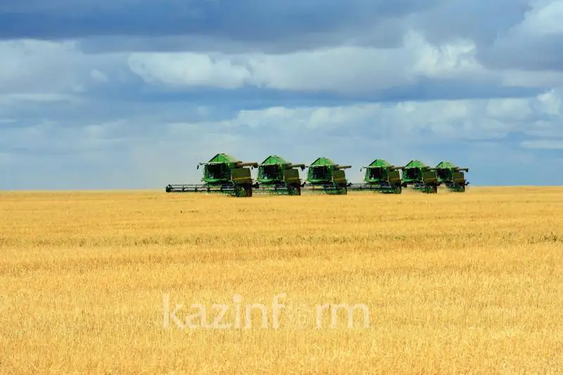 Убрано 11,8 млн га зерновых и зернобобовых культур – МСХ РК