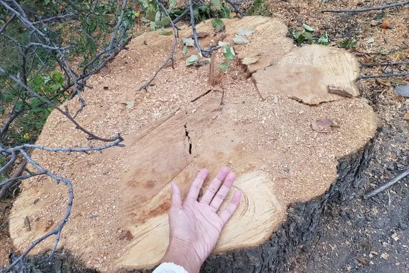 Полиция Алматы завела уголовное дело по факту вырубки 300 деревьев