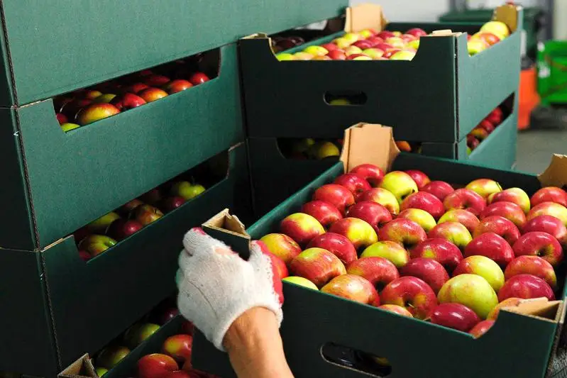 Груз овощей и фруктов на $5 млн везли в Казахстан, в пять раз занизив таможенную стоимость