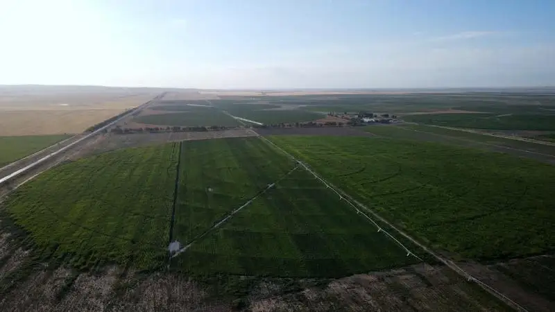 Посевные площади сахарной свеклы наращивают аграрии Жамбылской области