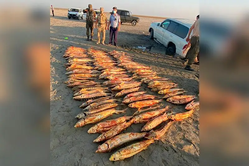 В Атырау из внедорожника изъяли почти полтонны осетровых