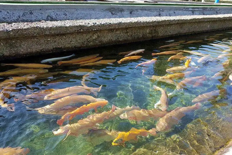 Новые виды рыб начали разводить в Казахстане