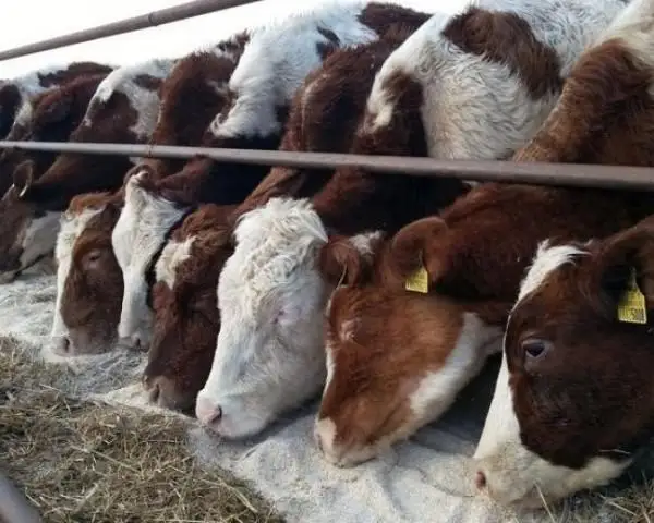 Численность поголовья скота и птицы увеличилась в Казахстане