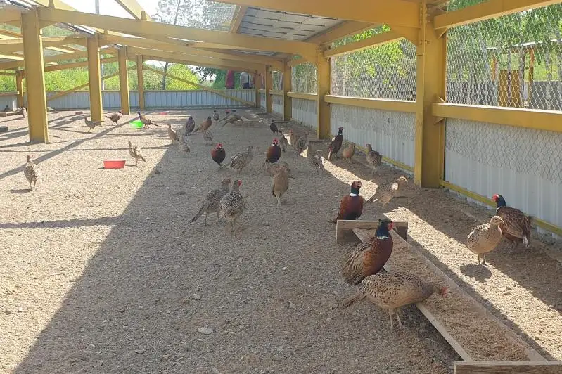 Фазанарий на 2000 птиц в год появился на территории «зеленого пояса» столицы