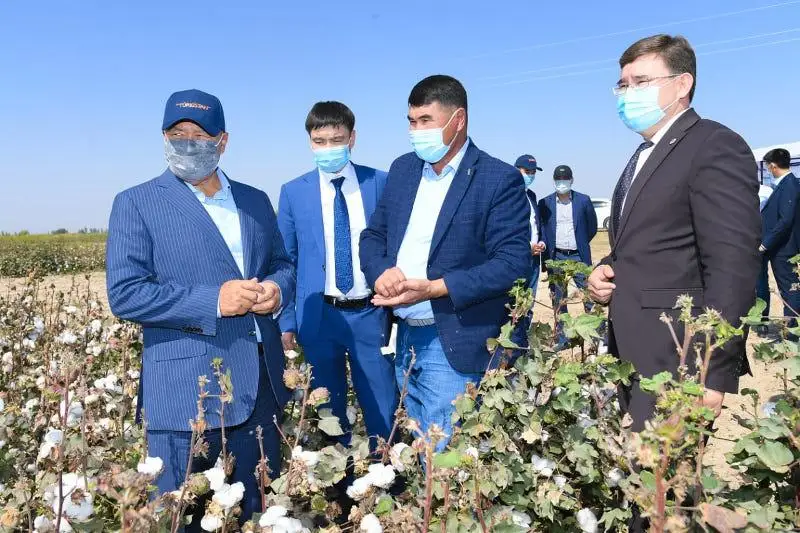 Тонну хлопка принимают по 250 тысяч тенге в Туркестанской области