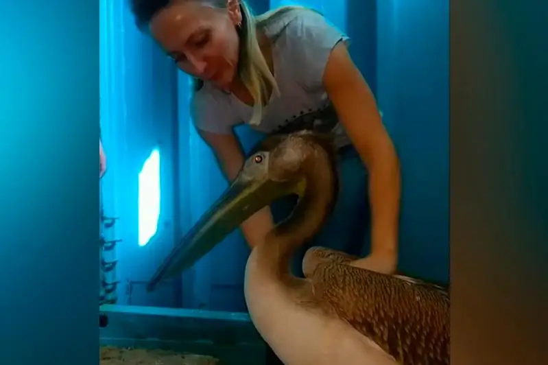 ShQO-da qutqarylǵan birqazan poıyzben Almatyǵa jetkizildi