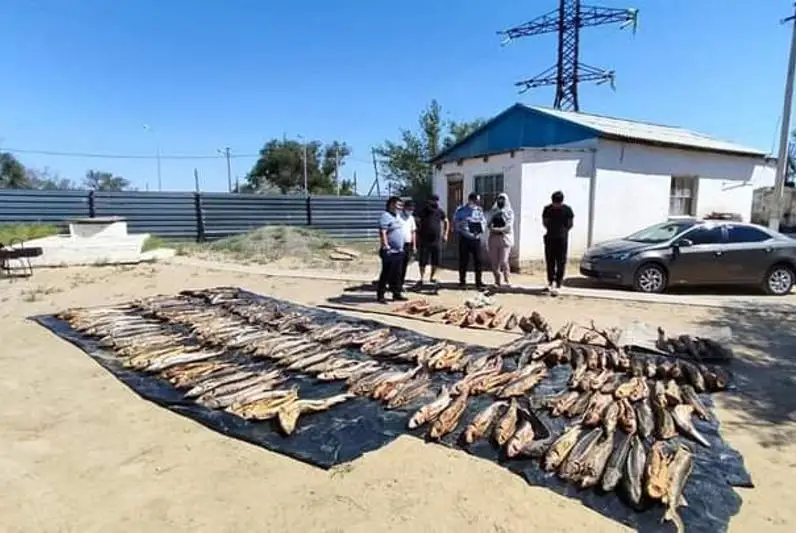 Атырау облысының тұрғынынан жарты тоннадан астам бекіре тәркіленді