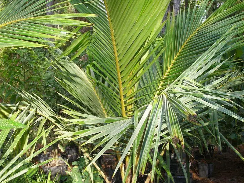 Пальмы в качестве эксперимента выращивают в Актау