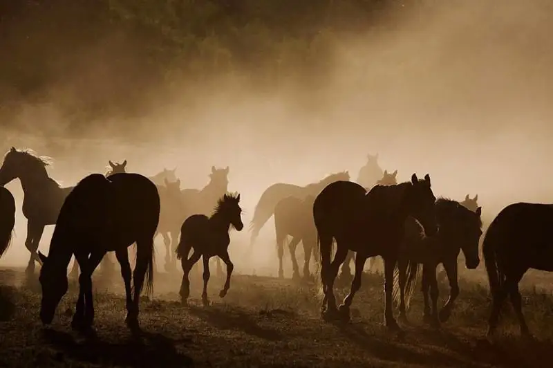 Табун лошадей похитил сельчанин в Алматинской области
