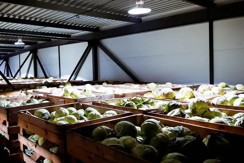 Правительству РК поручено разработать план строительства и модернизации овощехранилищ