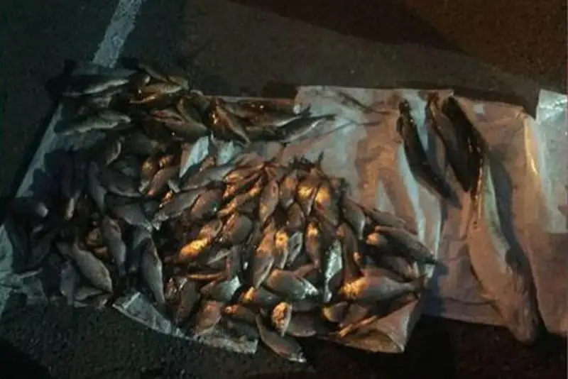 Браконьеров с двумя центнерами рыбы задержали павлодарские полицейские