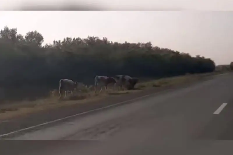 Павлодарские полицейские поместили на штрафстоянки около 5 тысяч голов скота