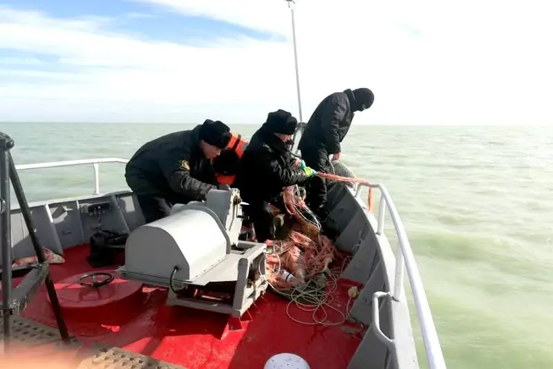 Акция «Бекіре»: в естественную среду обитания выпустили более 20 каспийских тюленей