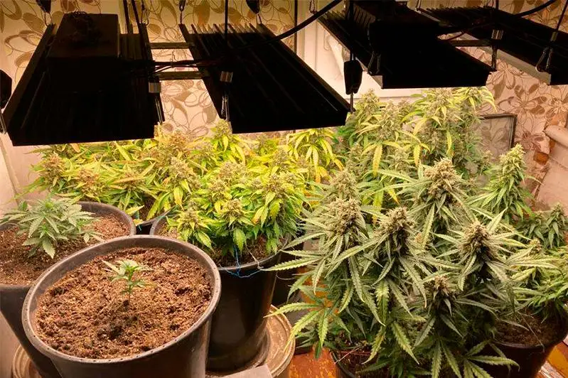 Иностранец выращивал коноплю в теплице в Уральске