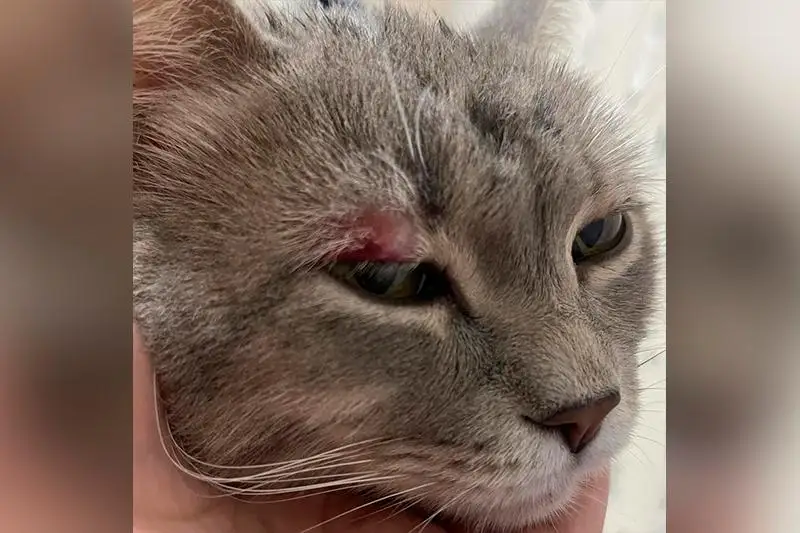 В аэропорту Алматы провели расследование из-за кота