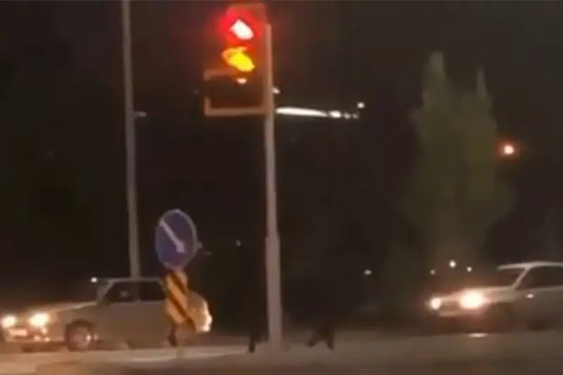 Elordada Qurban aıtqa baılap qoıǵan buqa qashyp ketip, polıtseılerdi ábigerge saldy