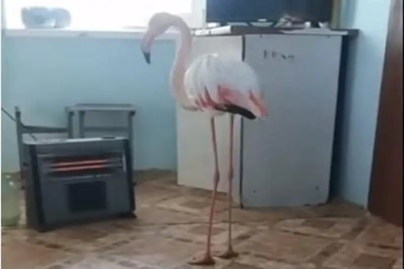 Mańǵystaýlyq  sýyqta qalǵan qoqıqazdy qutqardy