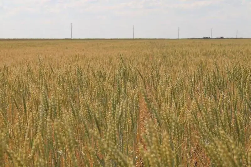 Итоги 30: Как развивалось сельское хозяйство в Карагандинской области