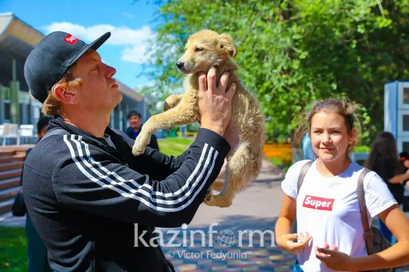 Мажилис одобрил законопроект «Об ответственном обращении с животными»