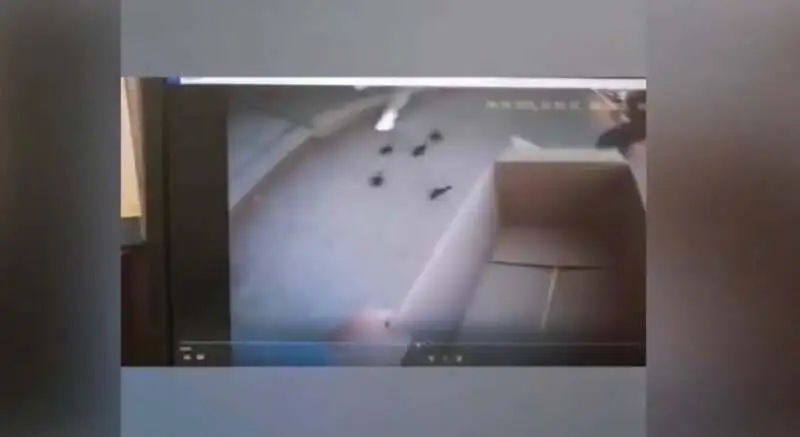 Операцию по спасению утят провели полицейские Нур-Султана