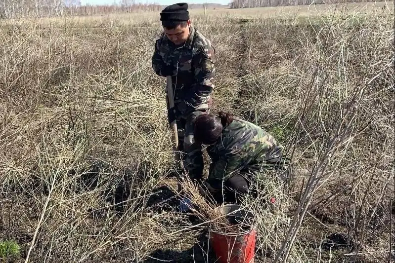 Около 600 саженцев берёзы высадили молодежь, волонтеры и спасатели в Костанае