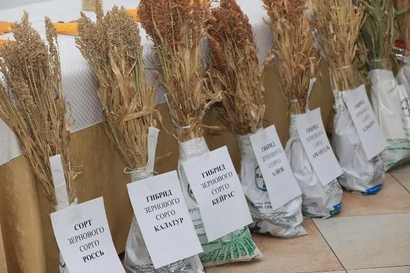 Программу по увеличению объёмов кормовых культур примут в Актюбинской области