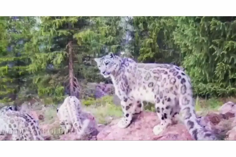 Снежный барс снова в объективе фотоловушки