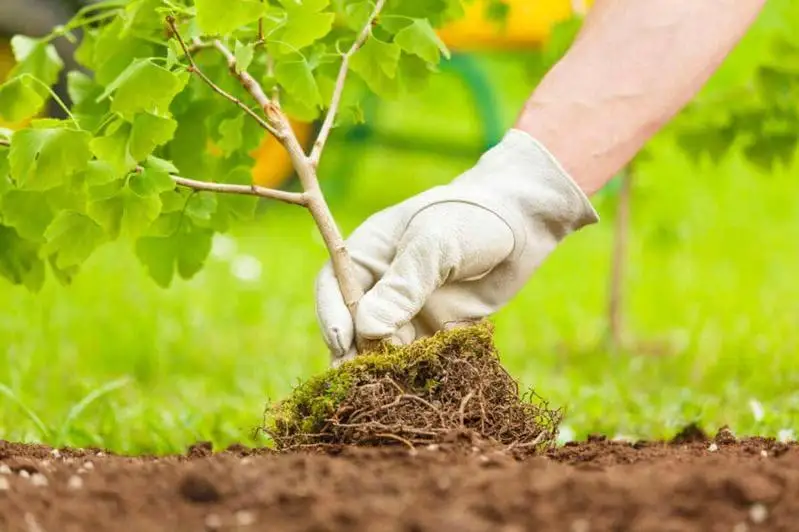 89 млн деревьев посажено в Казахстане в 2021 году