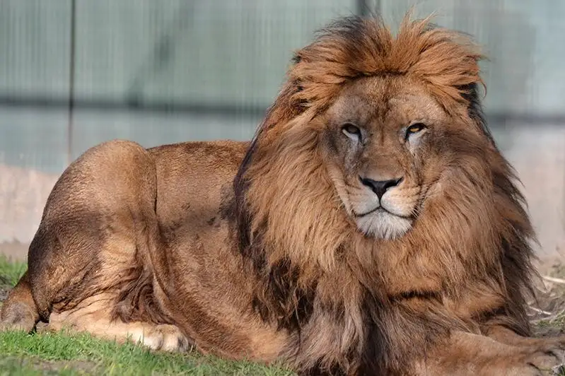 Тушу мёртвого льва нашли в парке Караганды