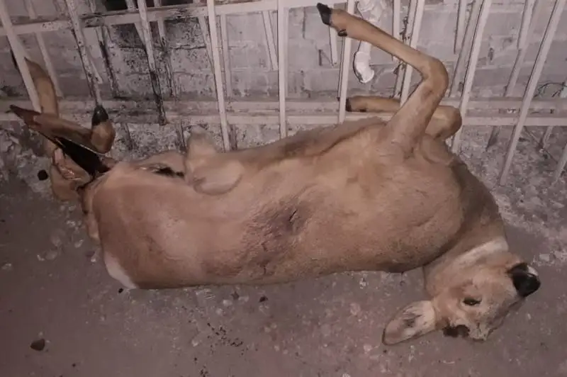 Охотника на сибирскую косулю задержали в ВКО