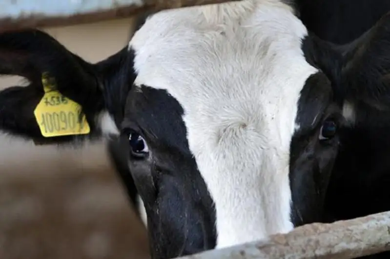 Падеж скота произошел в Зайсанском районе ВКО