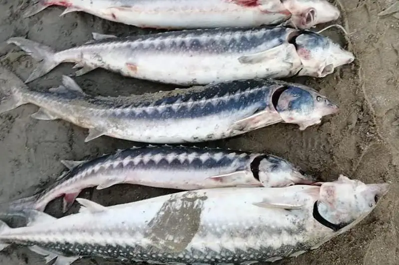 Браконьера с крупной партией рыбы осетровых пород задержали в Мангистау