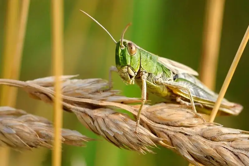 Распространение саранчи на площади 640 тыс. га. прогнозируют в Казахстане