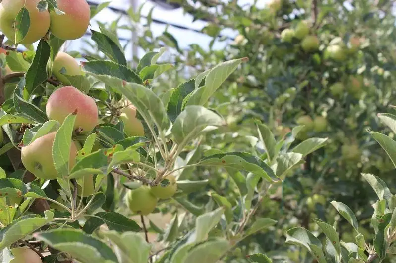 До двух тысяч тонн яблок соберут в сельском кооперативе Жамбылской области
