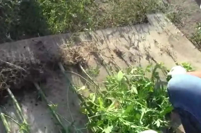 37 кустов конопли изъяли у жителя Уральска