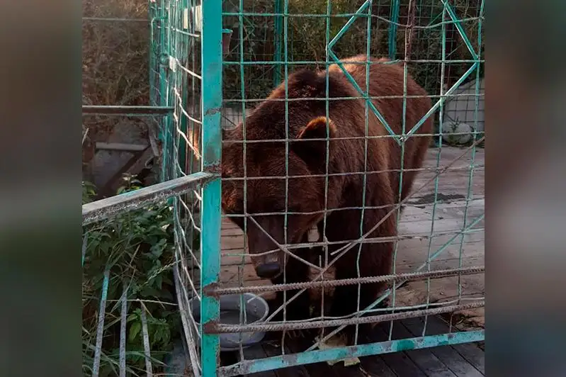 Укусившую 5-летнюю девочку медведицу транспортируют в СКО