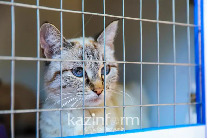 Живодеров стало больше – статистика