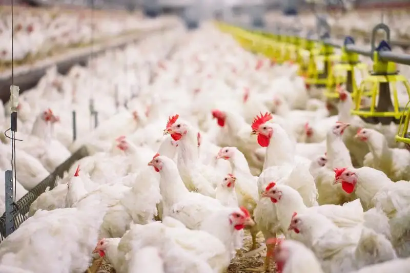 Kazakh Invest ведет переговоры о строительстве птицефабрики и производстве минераловатных плит