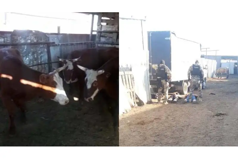 Серийные скотокрады задержаны в Актюбинской области