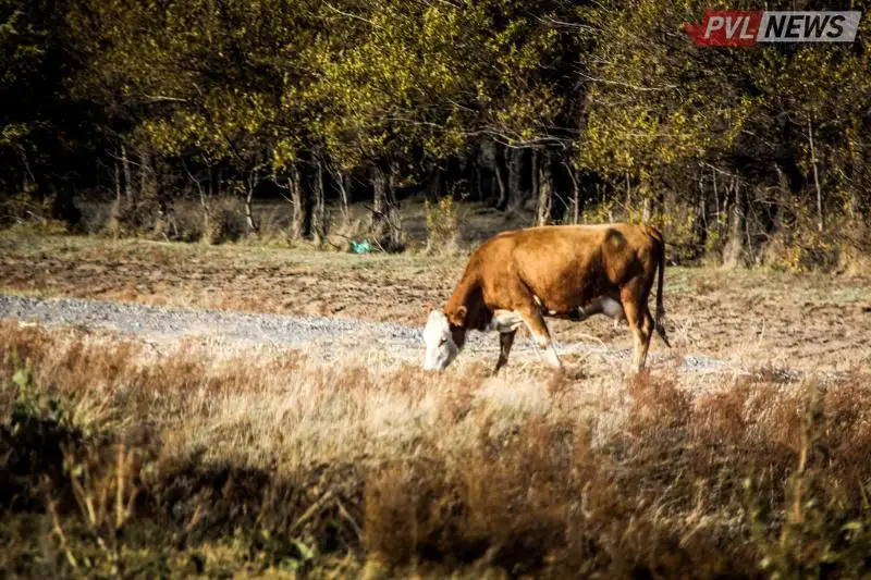 Aqsýda aýsyldan mal qyrylǵany týraly aqparat shyndyqqa saı kelmeıdi  - ákimdik